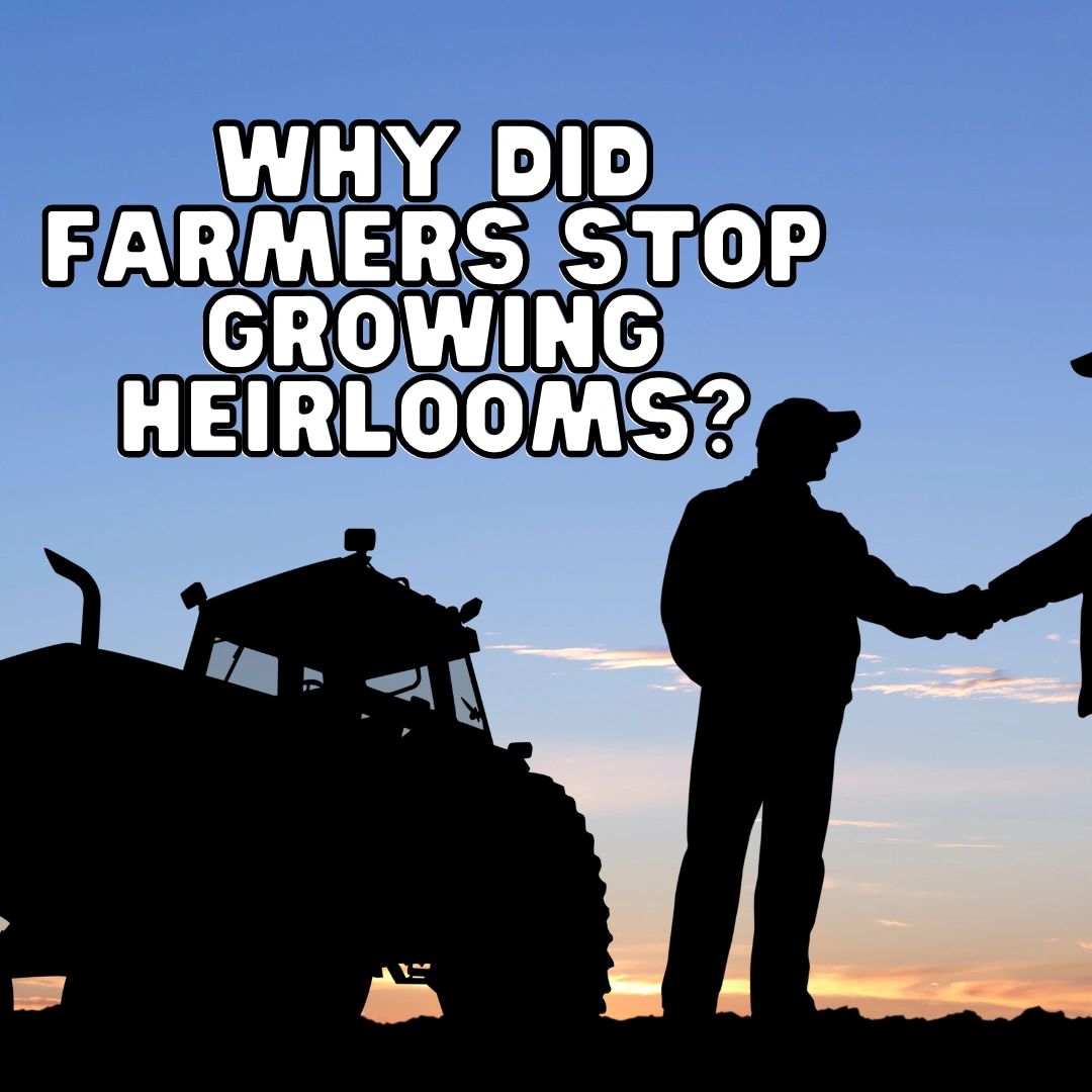 Why Did Farmers Stop Producing Heirloom Foods?